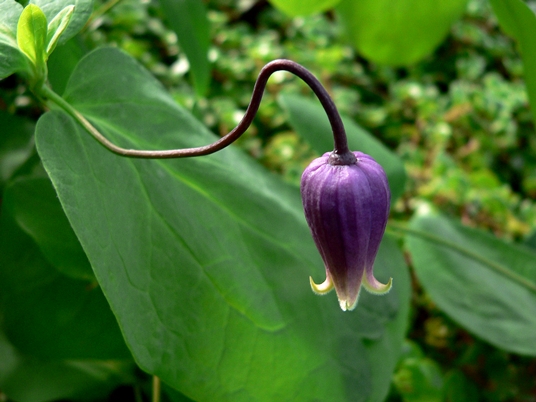 {Clematis addisonii}